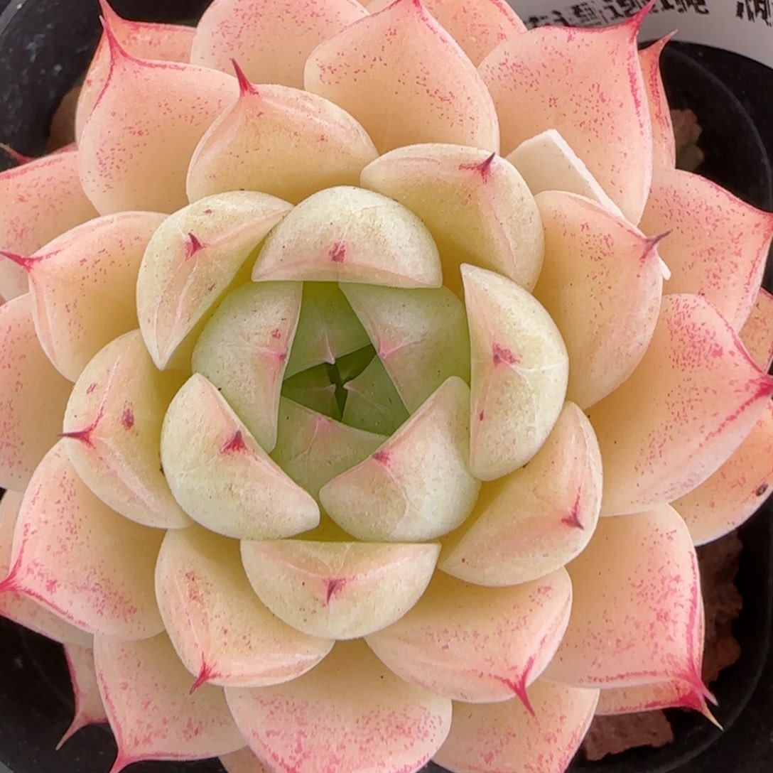 花语逸境0222-104