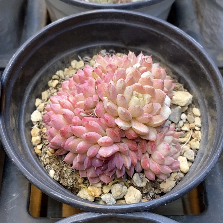140。羊脂球。群生不包整