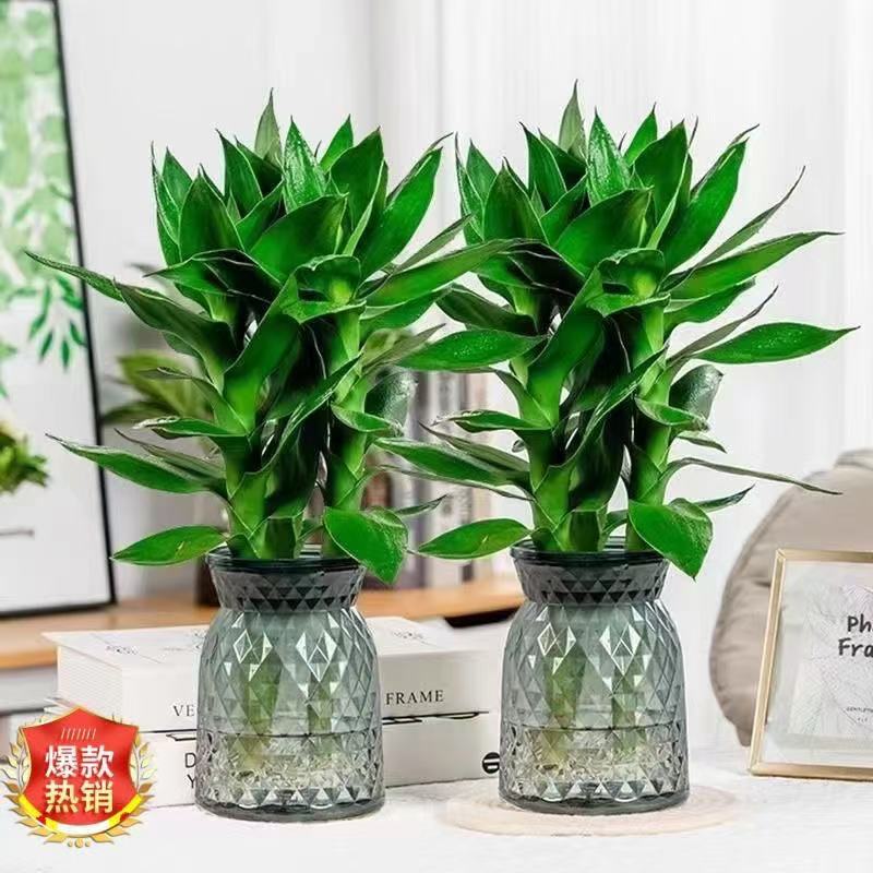 【买一送一】水培观音竹富贵竹室内桌面盆景四季常绿好养易活树脂盆