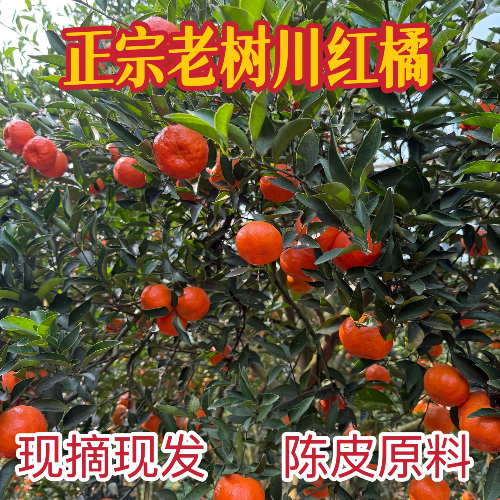 重庆万州古红桔四川大红袍川红橘新鲜水果酸甜陈皮原料5斤8斤包邮