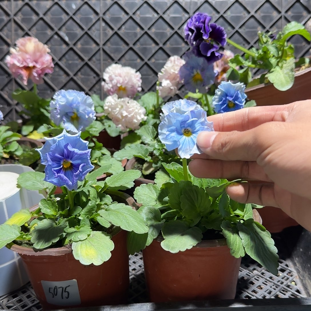 2***4大部分花苞少量开放