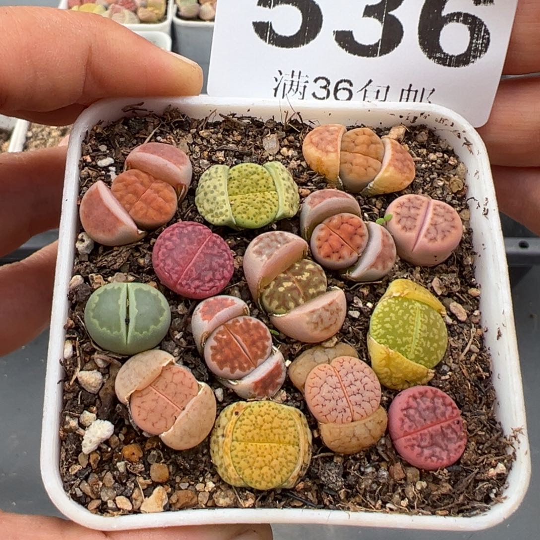 1.18好看的多肉536