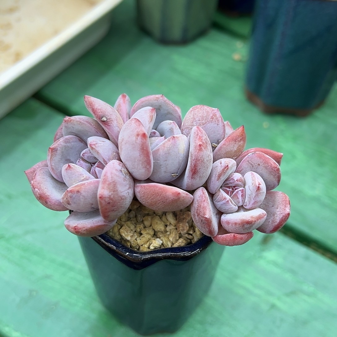 r****i啊石榴籽星影小树福利