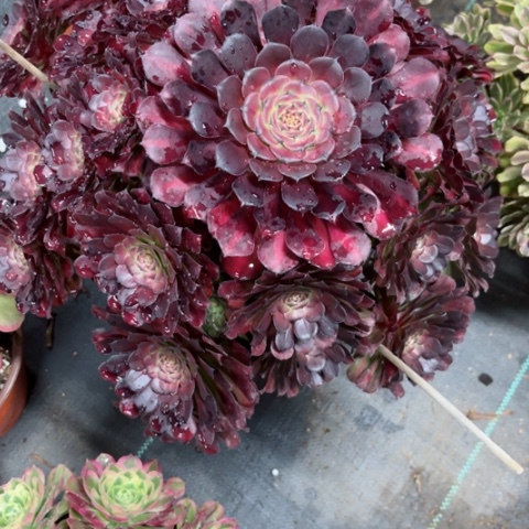 多肉植物铜壶中班锦