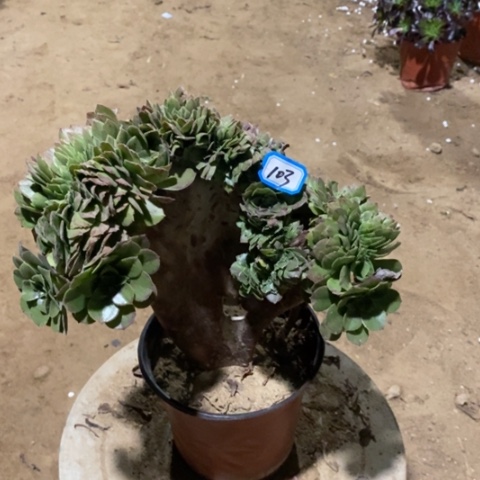 万圣节缀瑕疵一物一拍