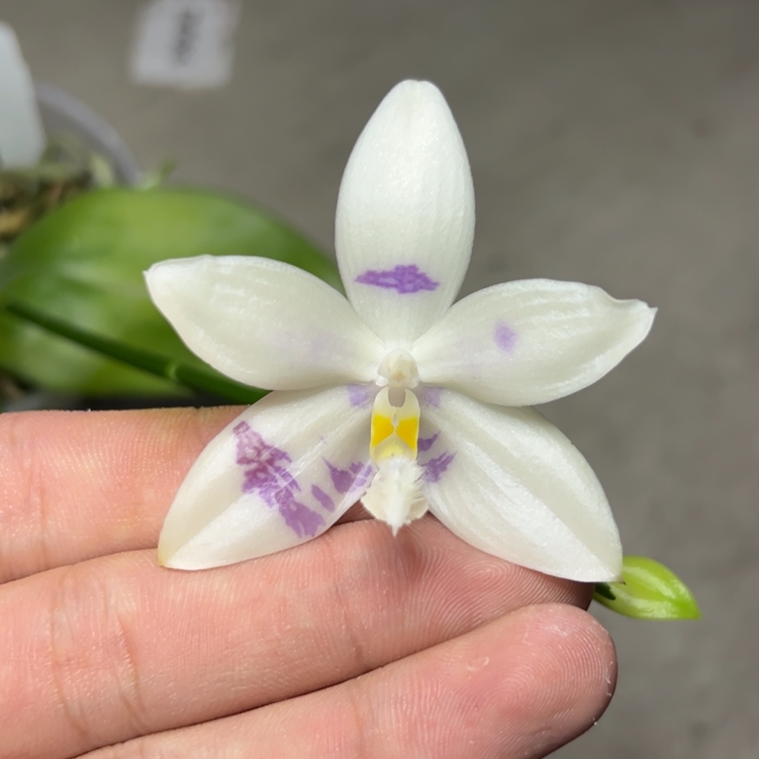 完全开放l193三寸ys1167