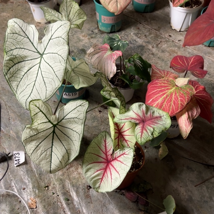 安***念不开花植物519.518.991.520.521不包叶损不包种球大小