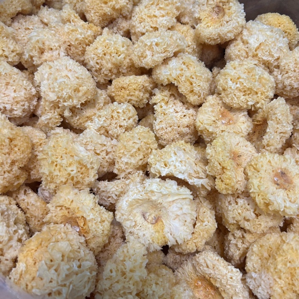 ［阿萍］古田椴木小银耳（易碎，介意勿拍）