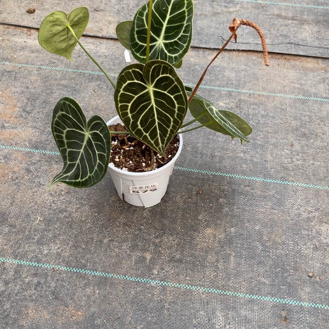 拽***拽无花朵               579克莱恩不包售后