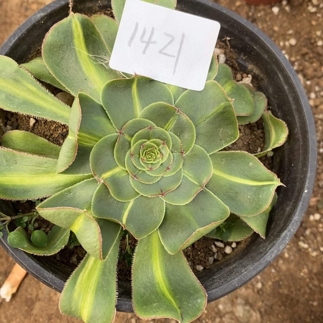 1421暴君多肉植物