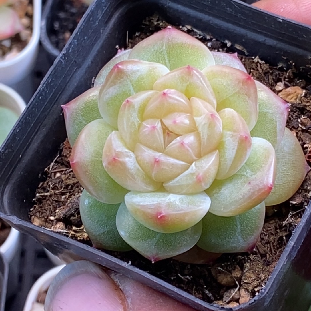 天官赐福百无禁忌