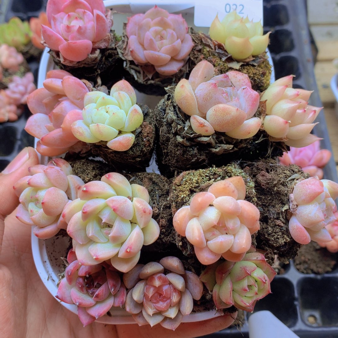 我要去看你了啊我的021