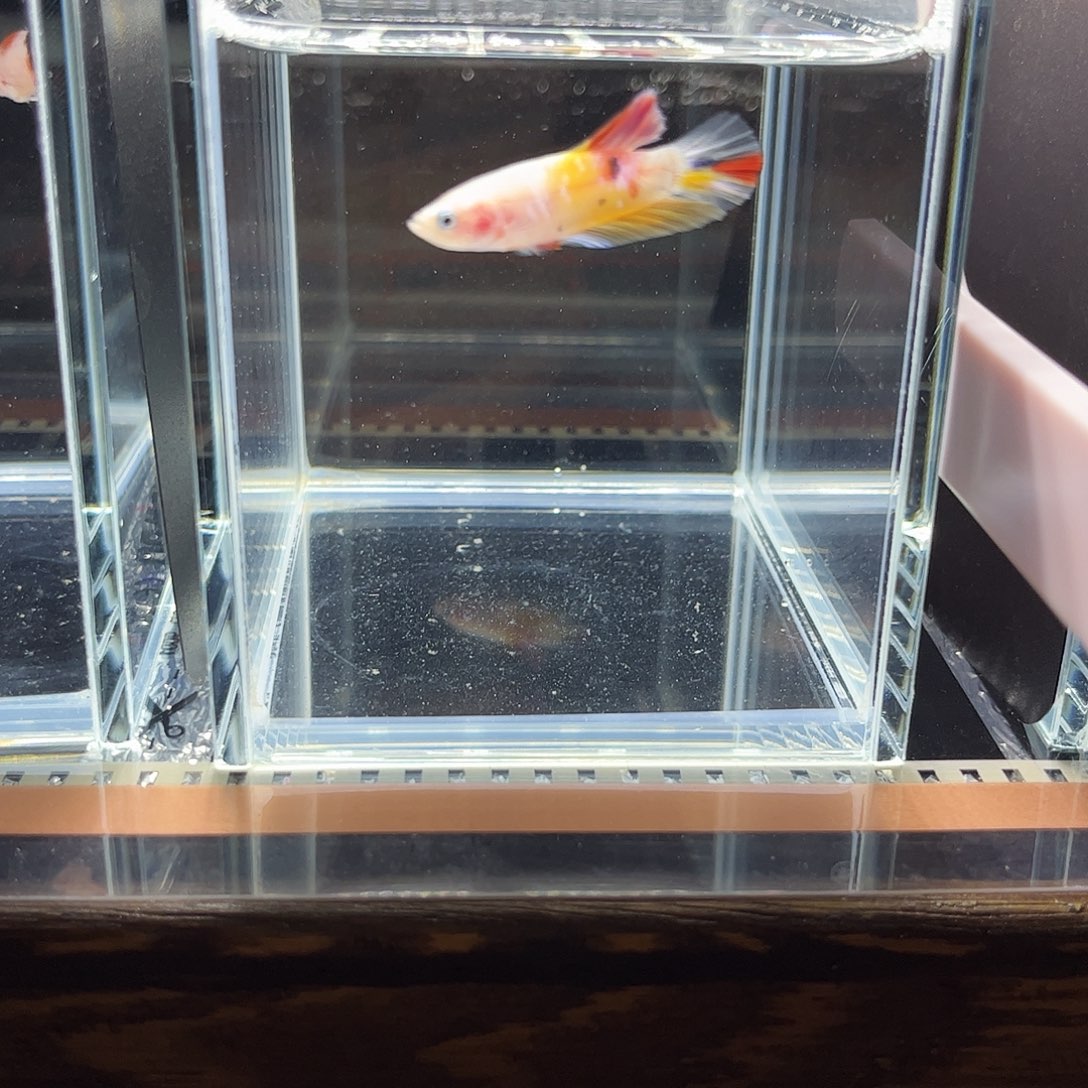 海水鱼宙斯斗鱼竞拍11-03