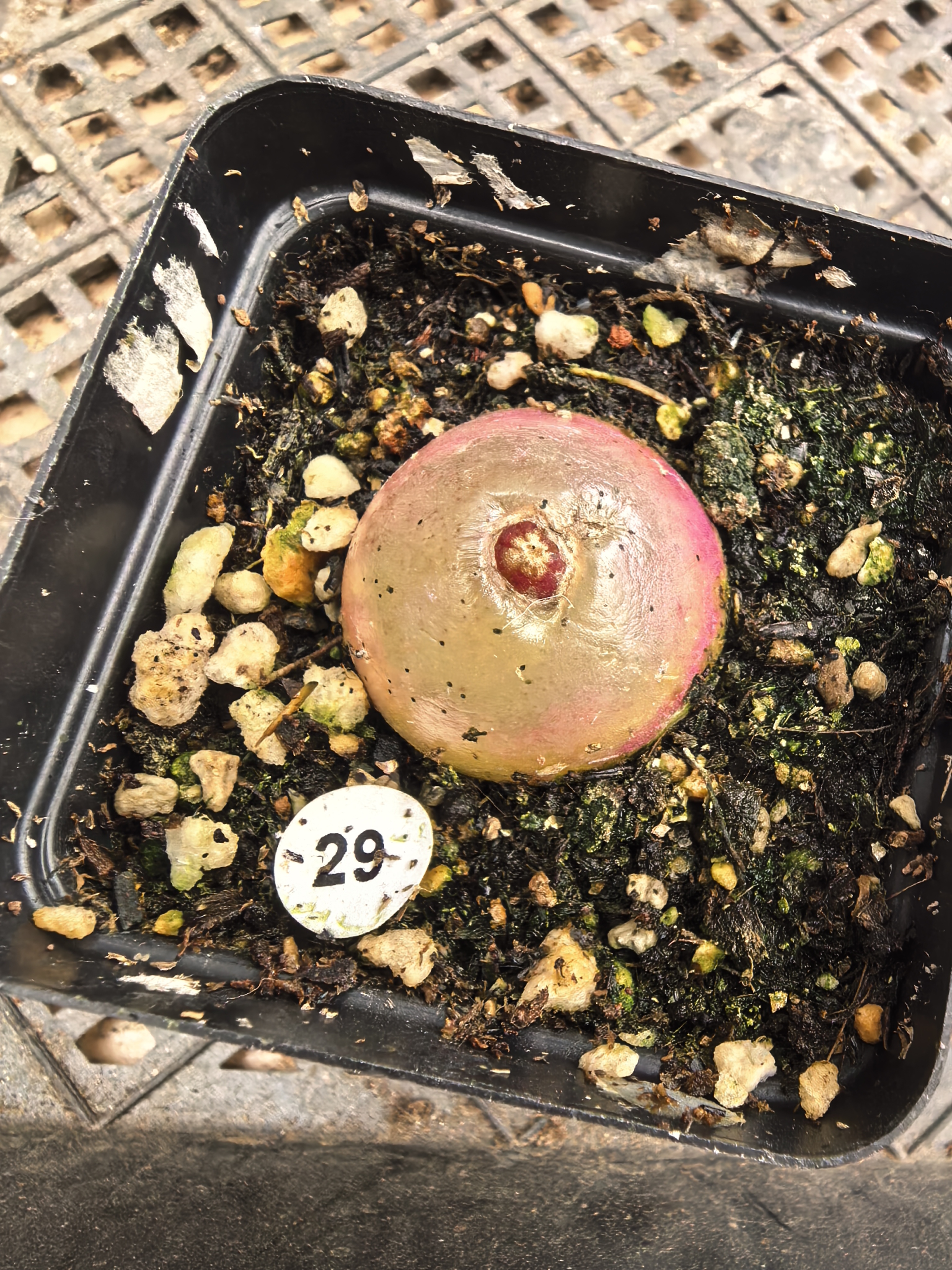 灯泡2.7CM多肉植物