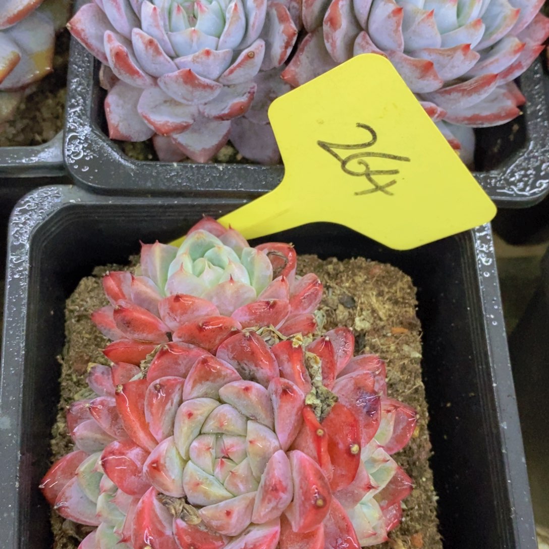 快乐至上，开心无价，一物一拍