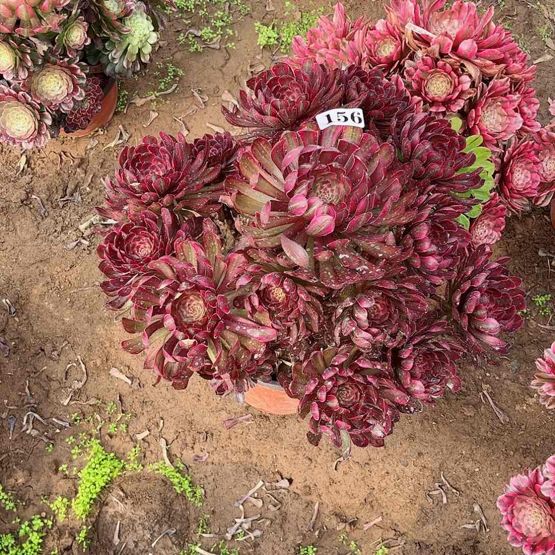 如****钱多肉植物156多肉