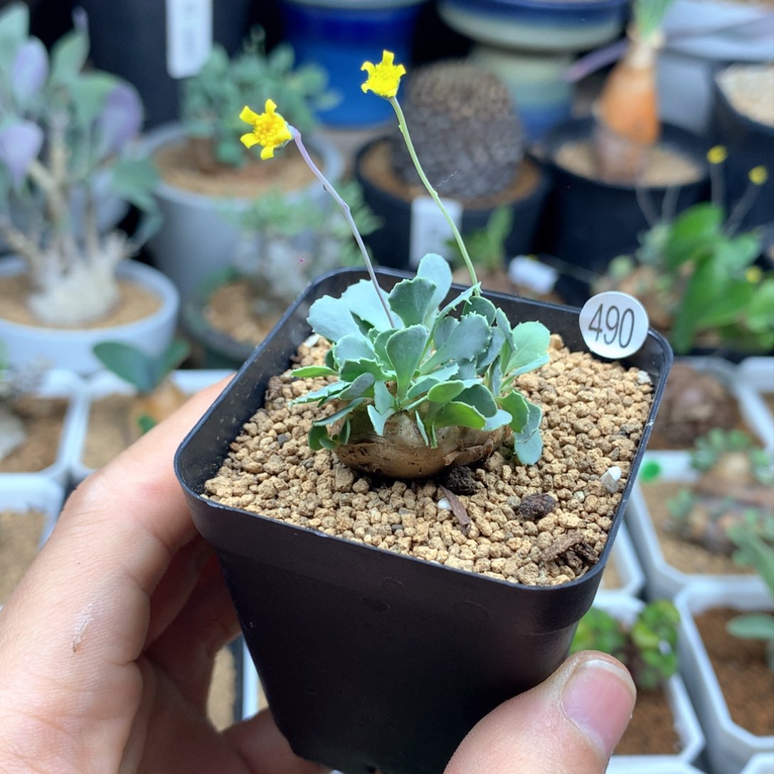 格加厚敦菊母本带盆