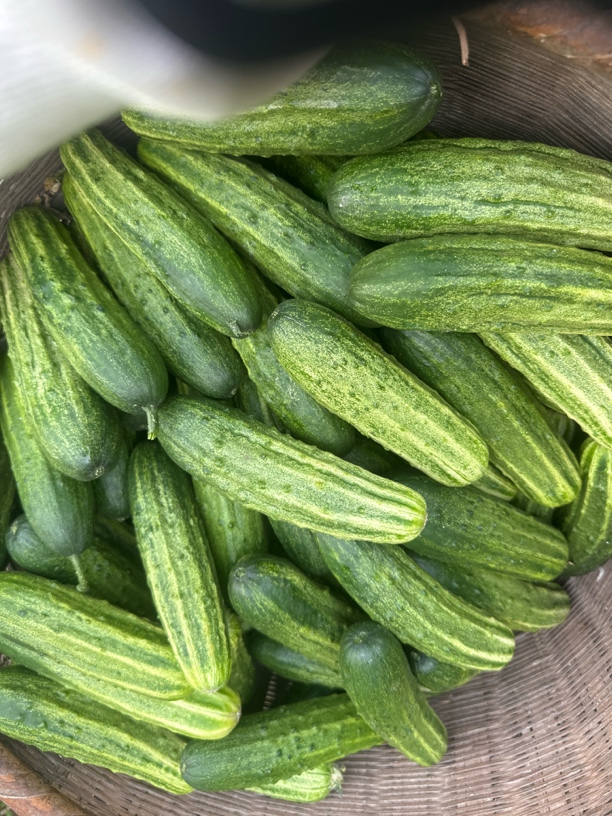 四川农户山黄瓜水果黄瓜