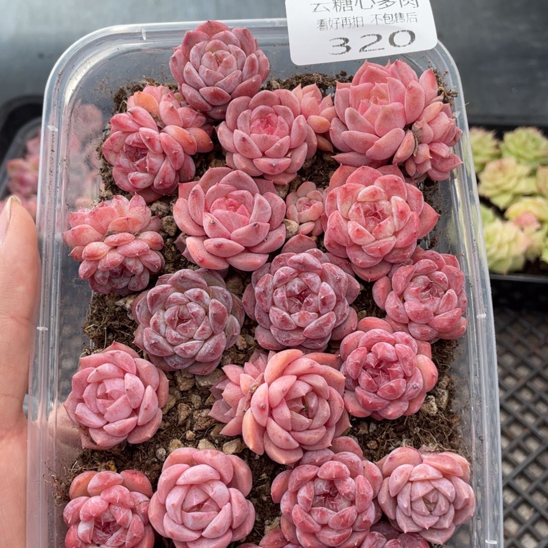 云糖心多肉植物320