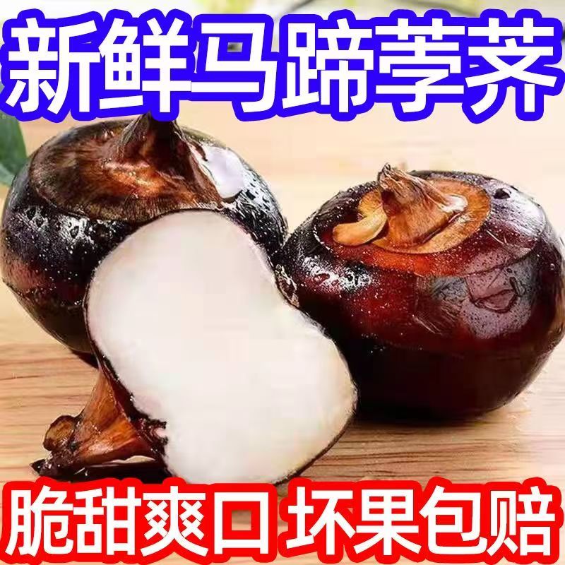 【拍三斤送2斤到手5斤】农家新鲜马蹄荸荠现挖清甜脆口带泥大果