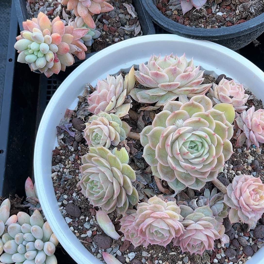 阿雅园艺。      262