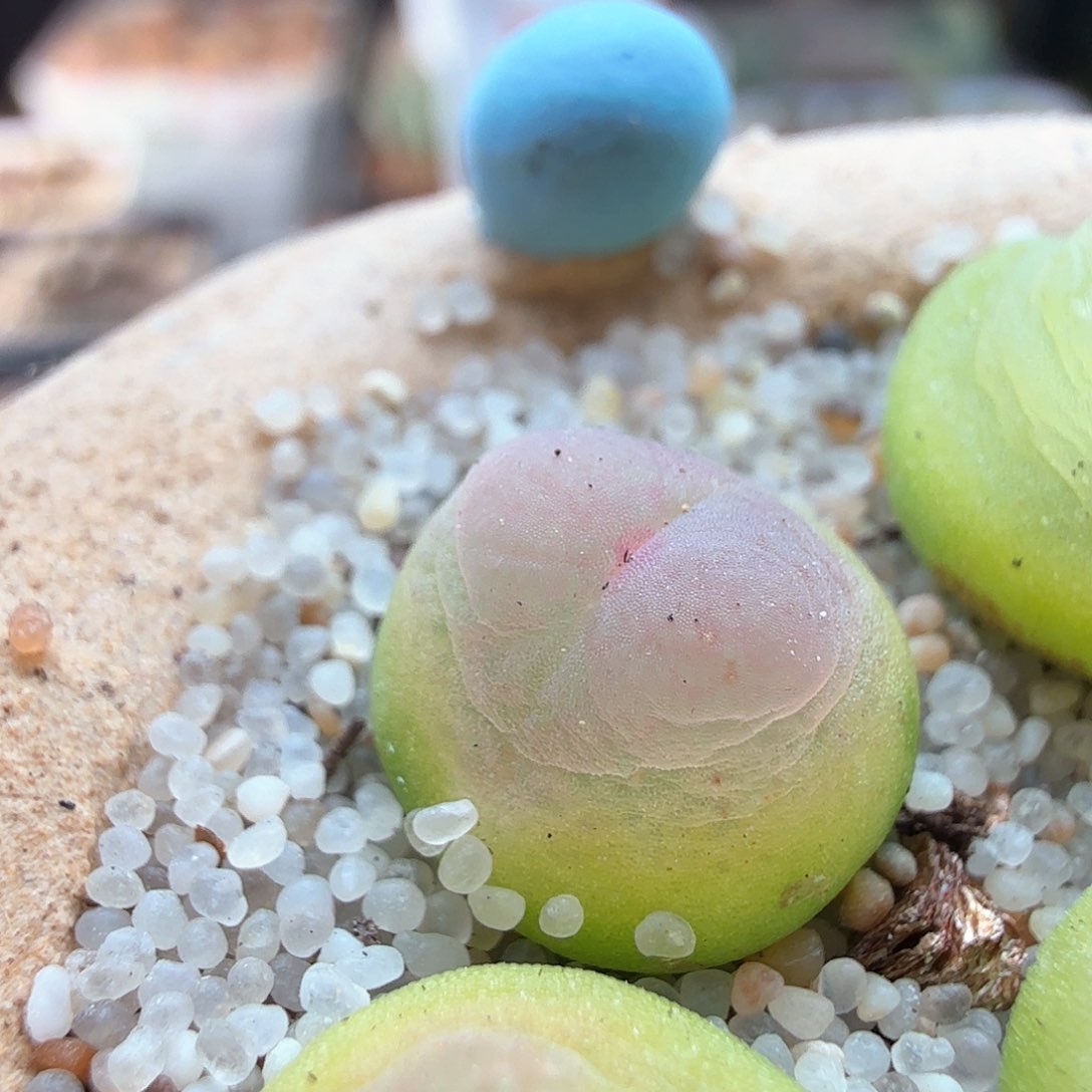 1.17.110/1.0紫皮拉登