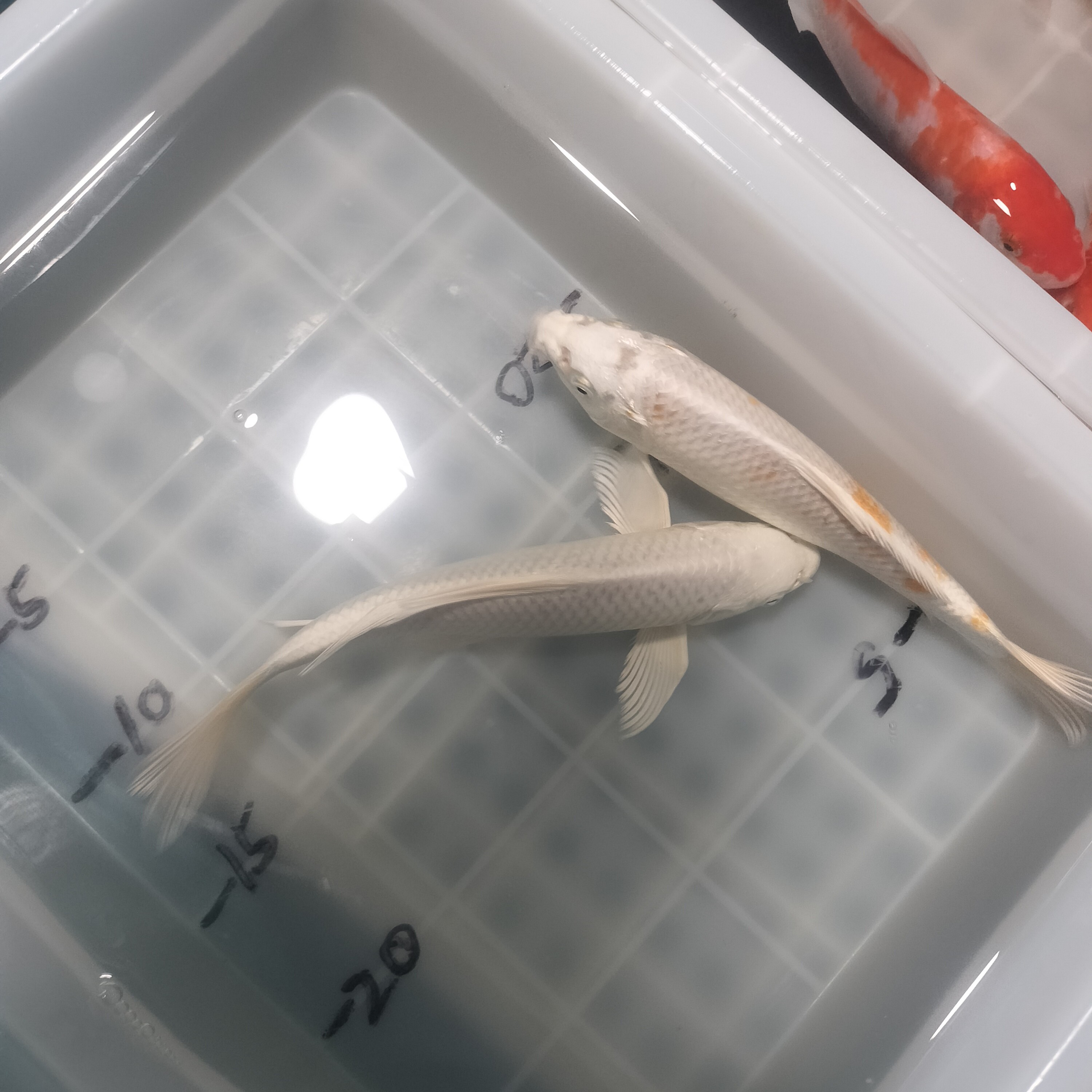 锦鲤冷水观赏鱼活体红白三色锦鲫淡水鱼好养耐活招财鱼