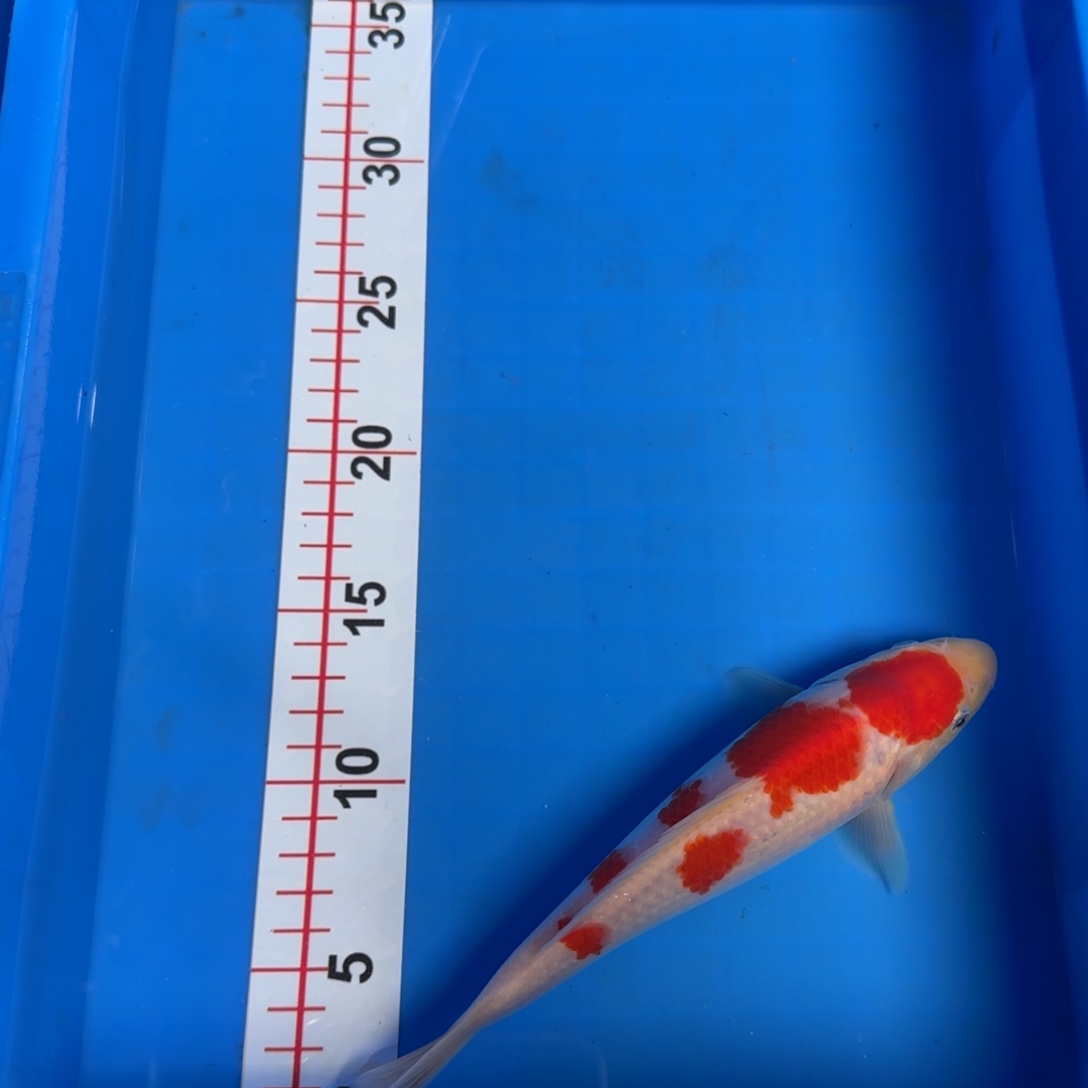 海水鱼进口大日红虎