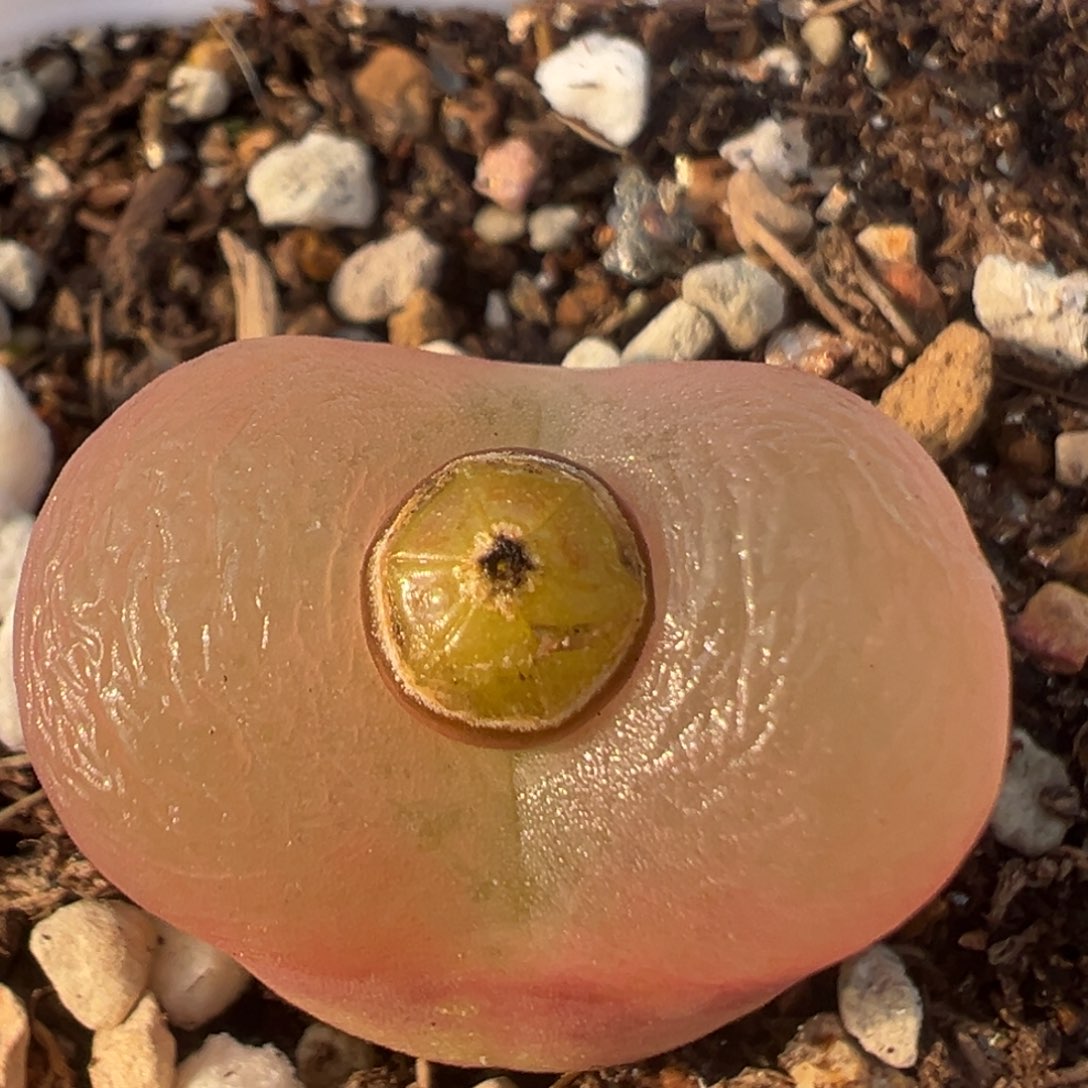 54多肉植物百科知识