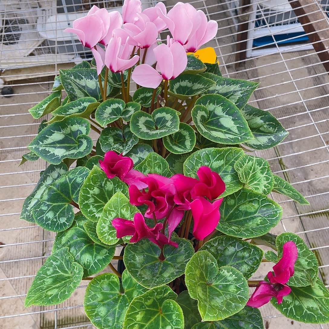 完全开放董**?一物一拍仙客来两盆