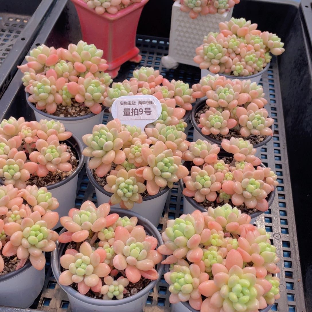 量拍9号 鱼子酱多头老桩大群生一个