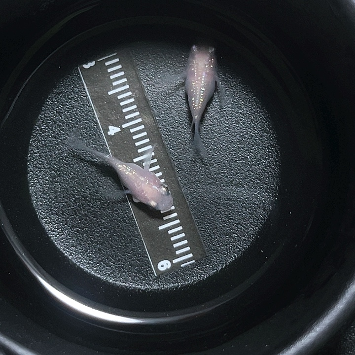 海水鱼观背青鱂012