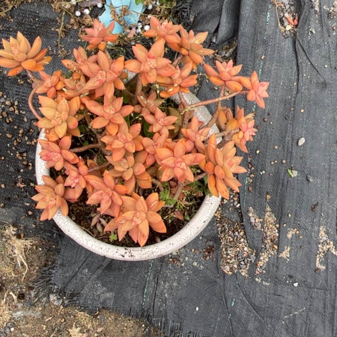 曲**曲多肉植物保护补差价