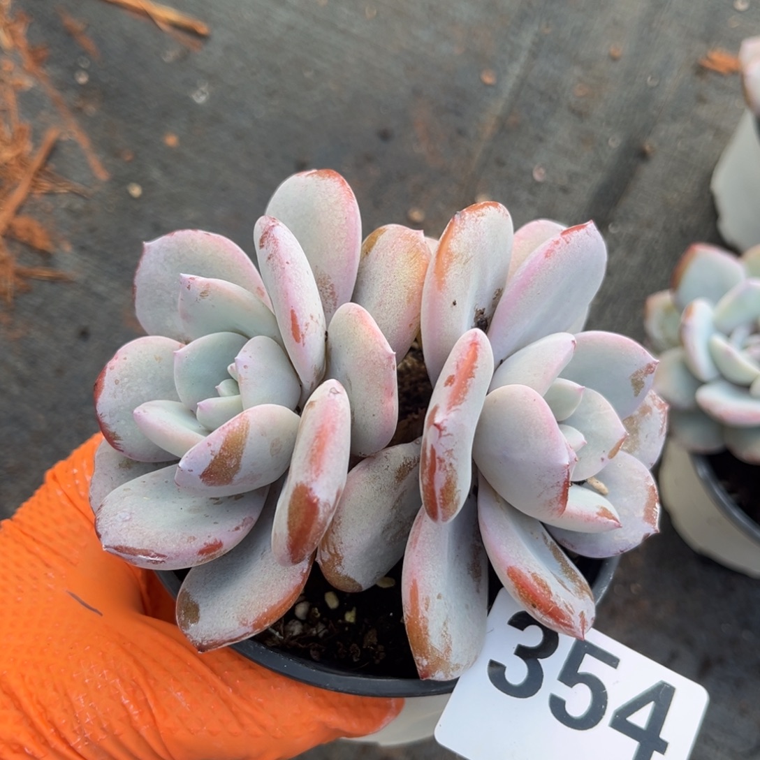 钰***麻354号新疆西藏内蒙古不包邮