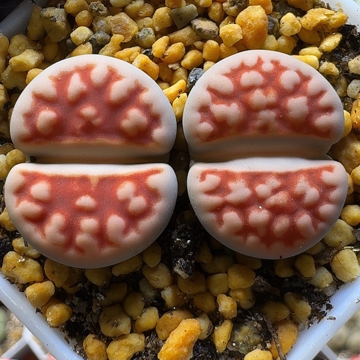 生石花111121。  165