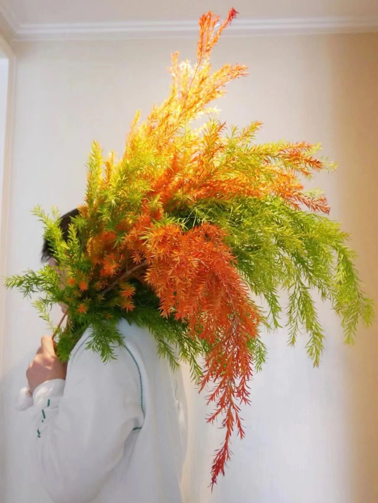 【新人福利】黄金香柳|千层金鲜花鲜切枝可水培植物可摆干放花卉