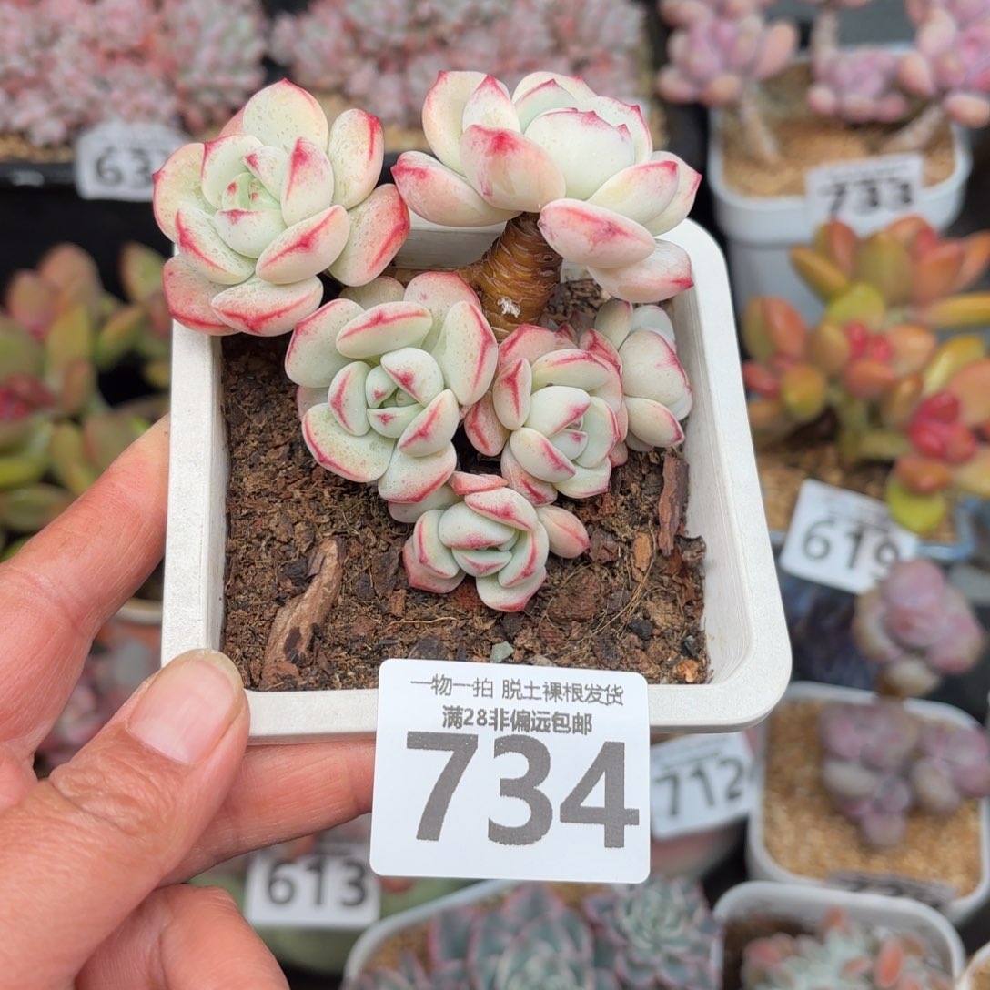 香草老桩无盆土发货
