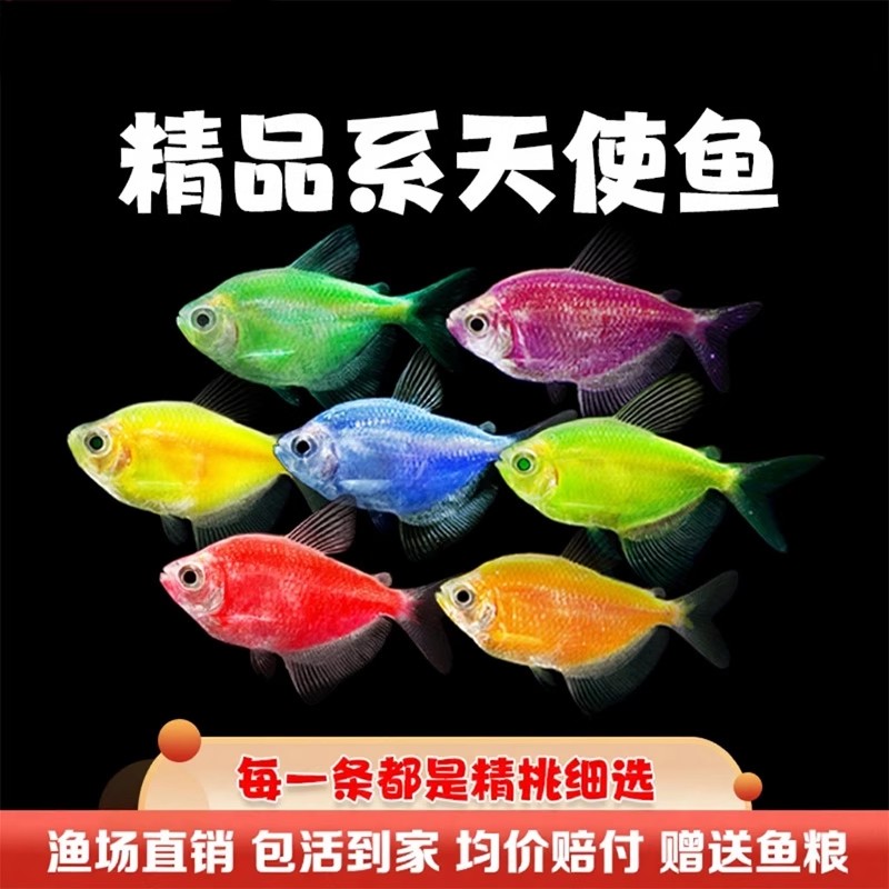 趣游高品七彩天使小型热带淡水观赏鱼耐活好养群游活体鱼