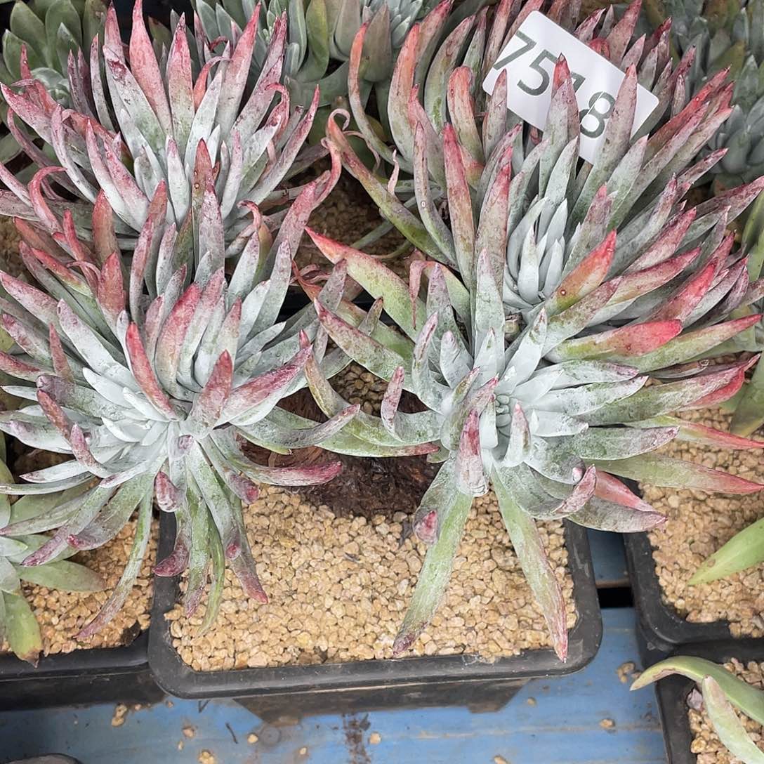 仙女杯多头杯7518