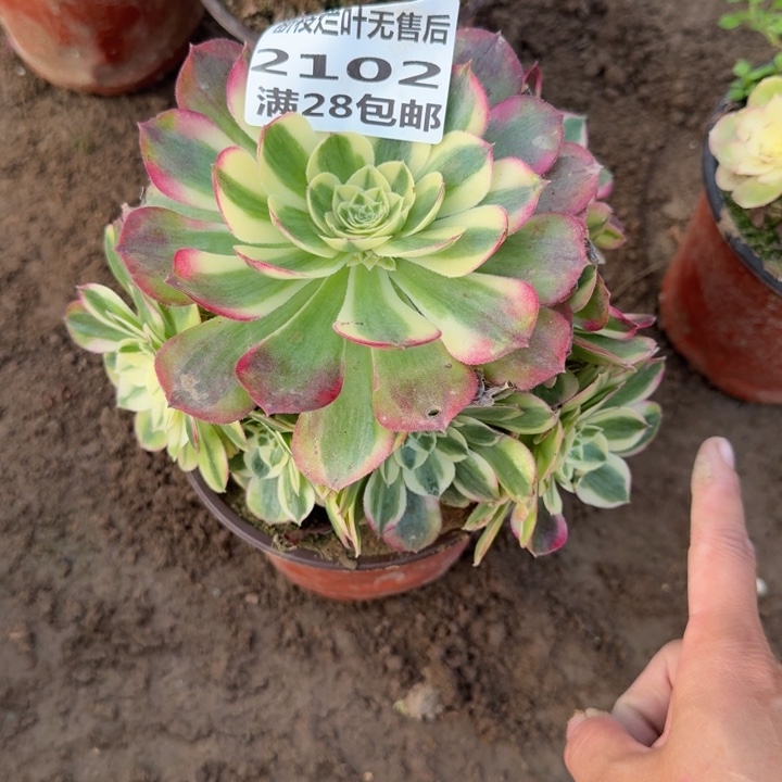 2102二号棚玉芙蓉A