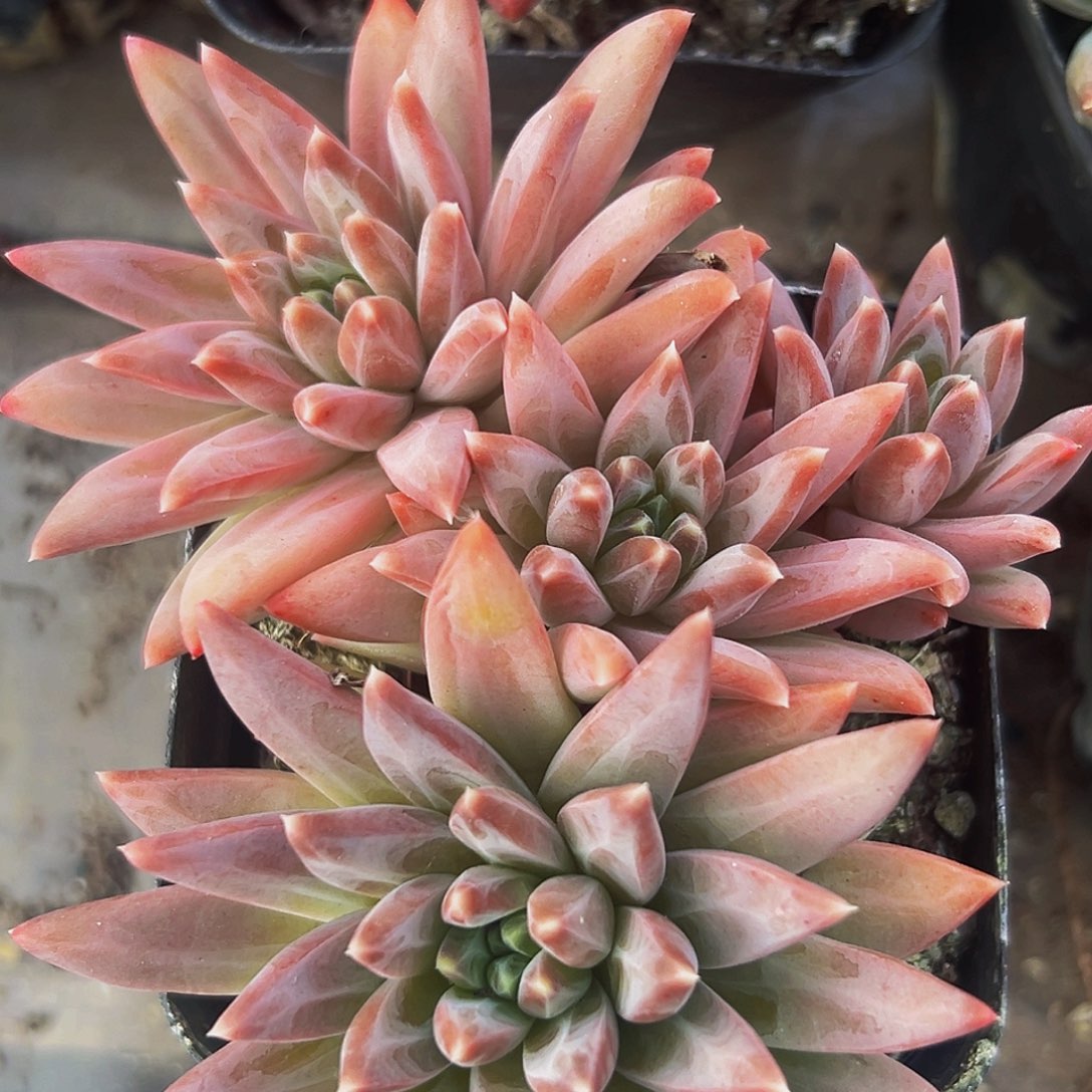 桔云多肉美人精品系列