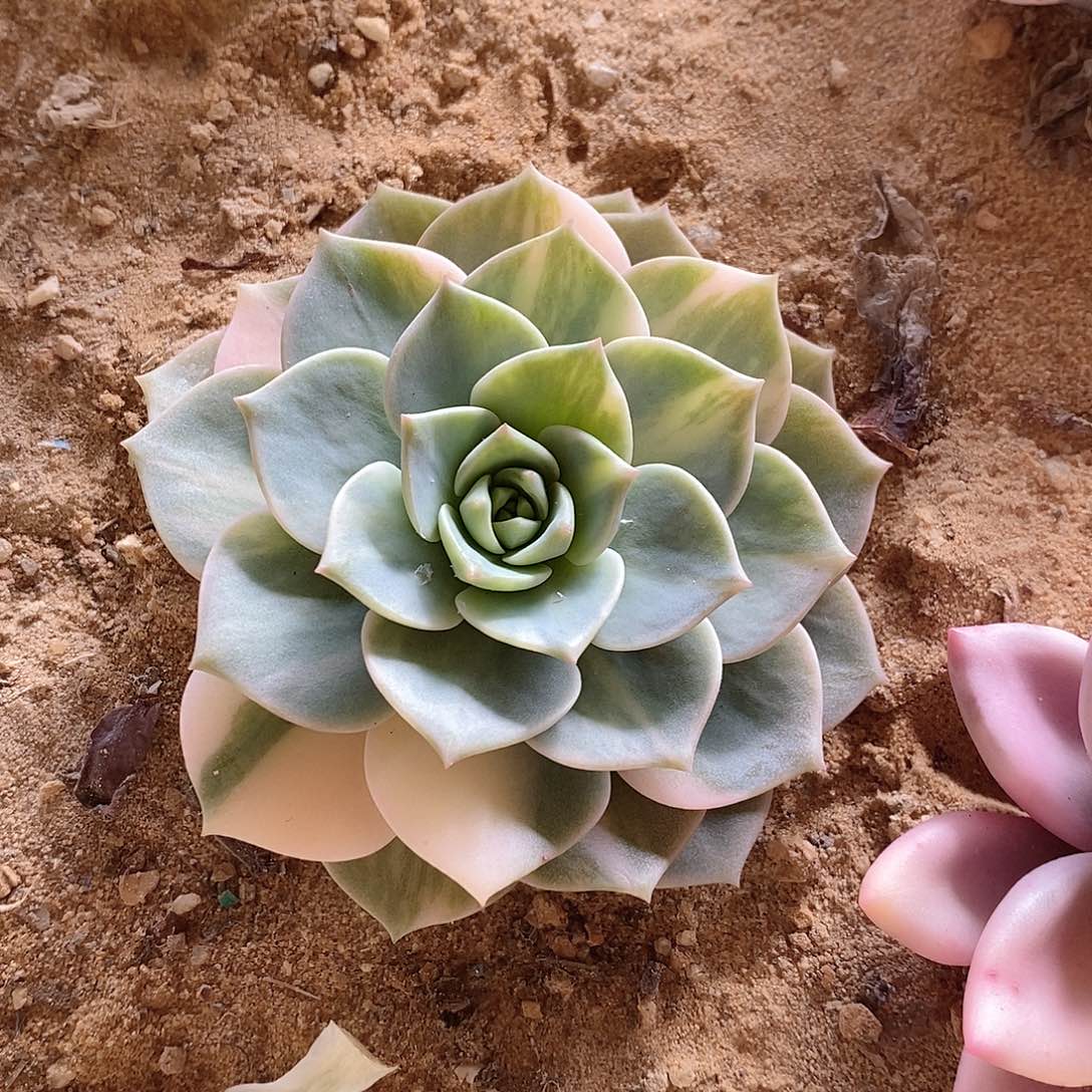 白牡丹拉丝锦多肉植物老桩