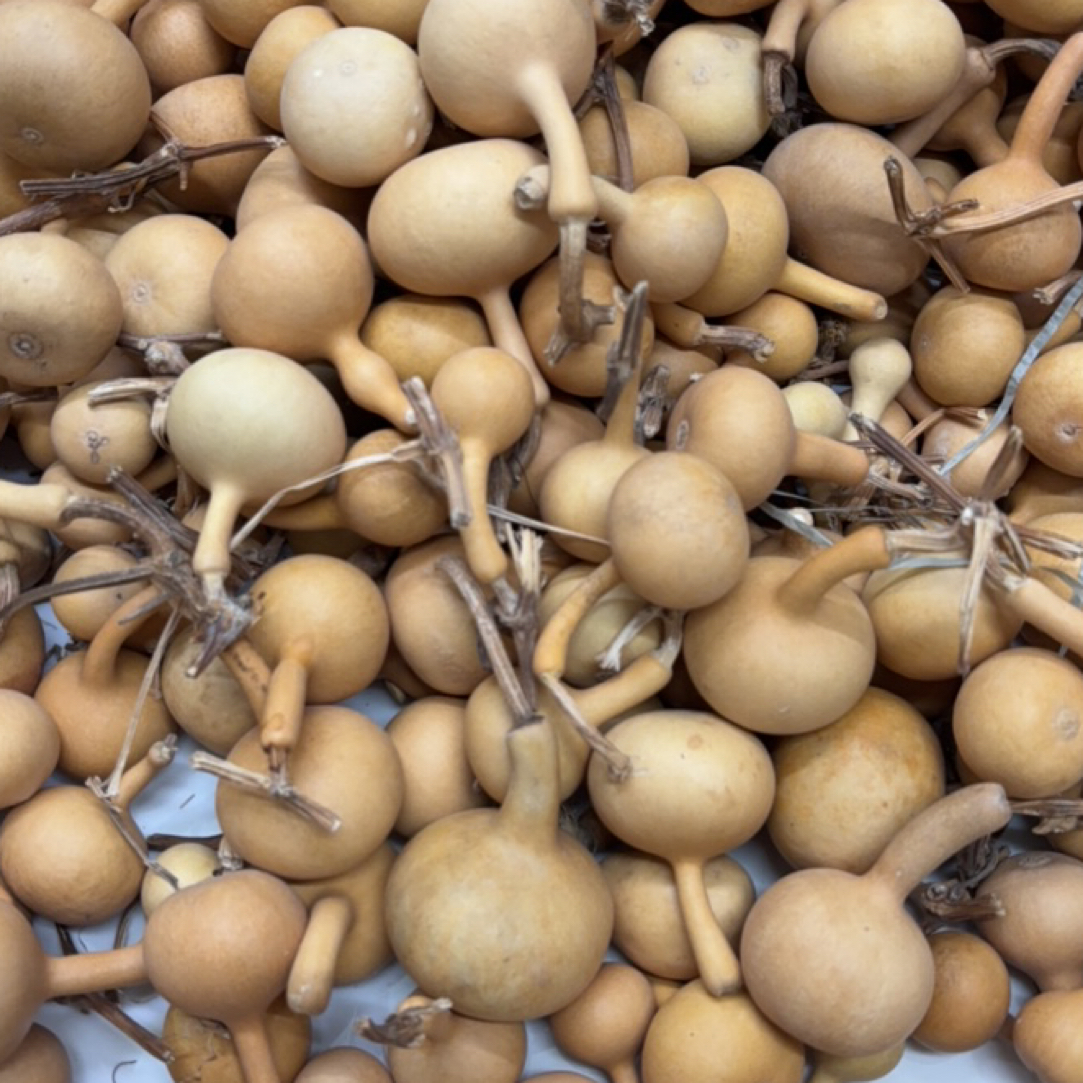 瑕疵葫芦处理拍下不退不换介意勿拍（不包龙头）