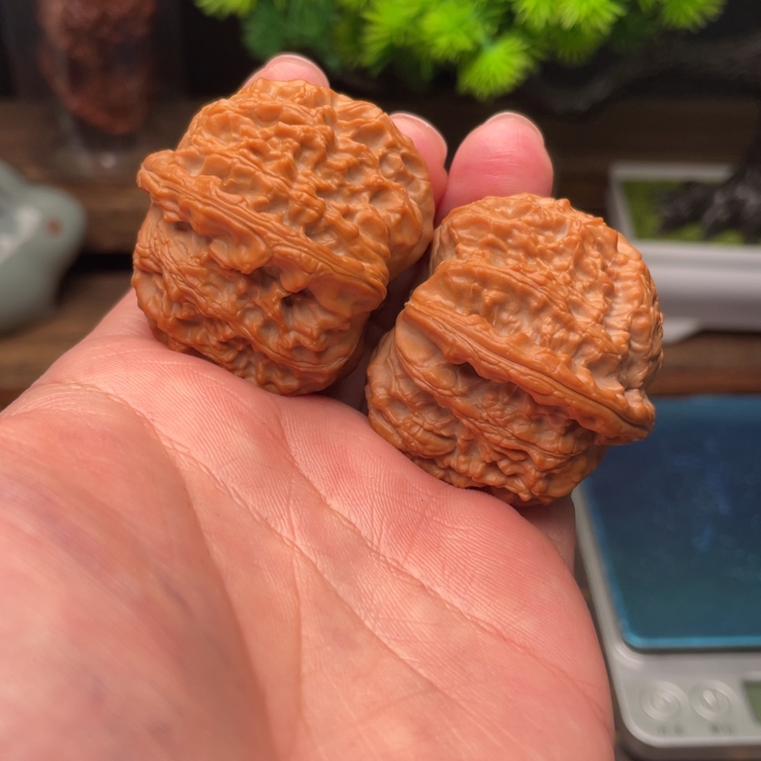 文玩核桃把件G1号37尺白狮子