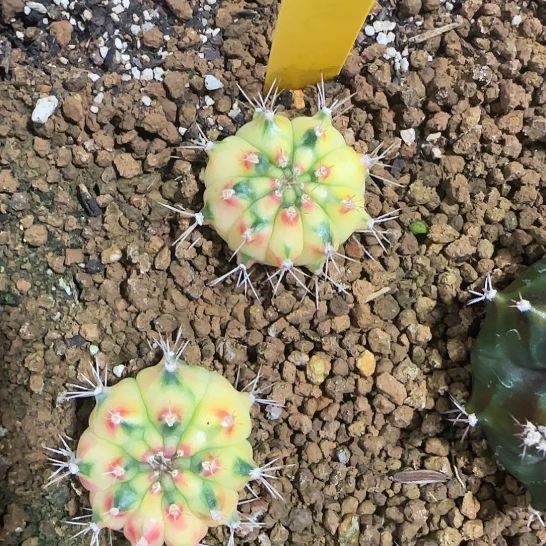 *****L800-1220泰国发货 丝带