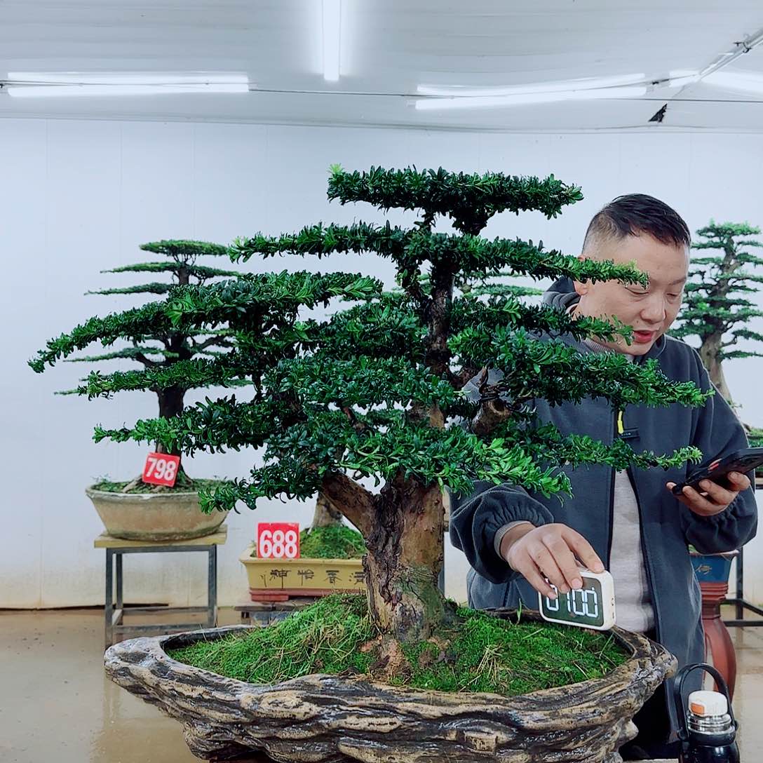 漫***层无花朵盆景园林……