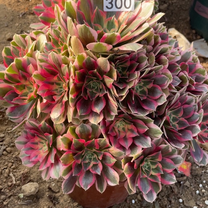 无花朵300粉女郎多肉植物