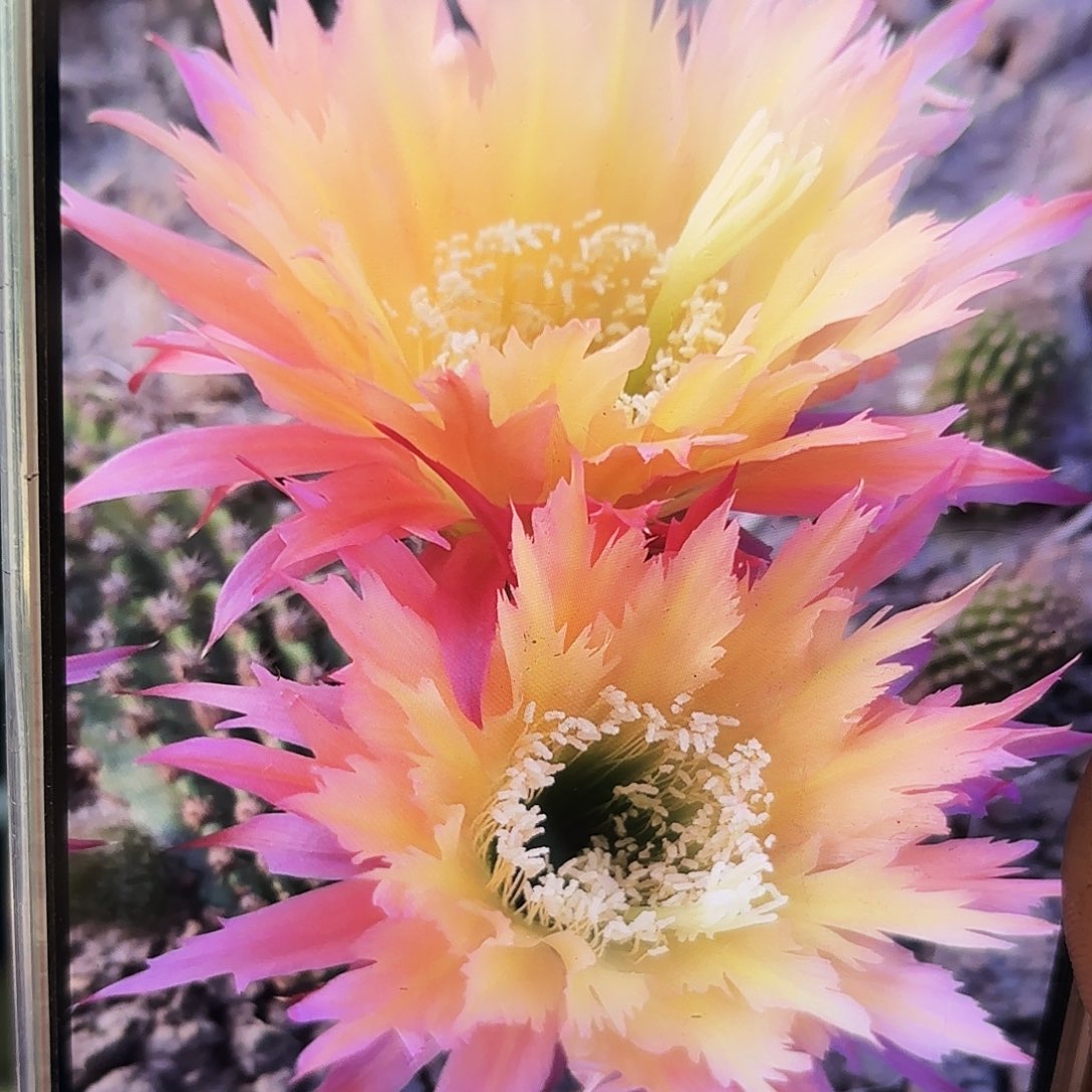 超级杏侧牙20包邮仙人球