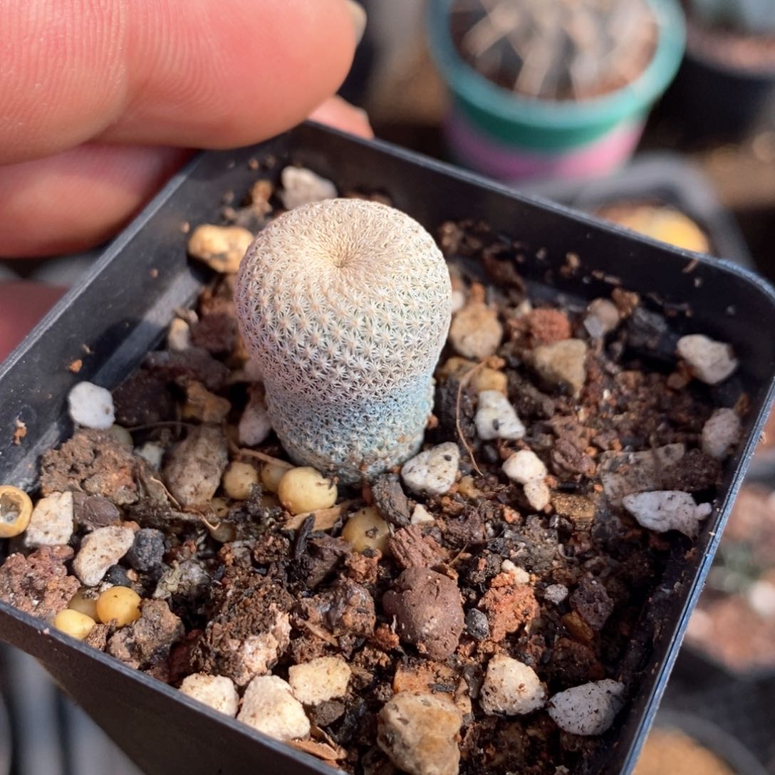 孤品实生小人帽子仙人球1.5cm