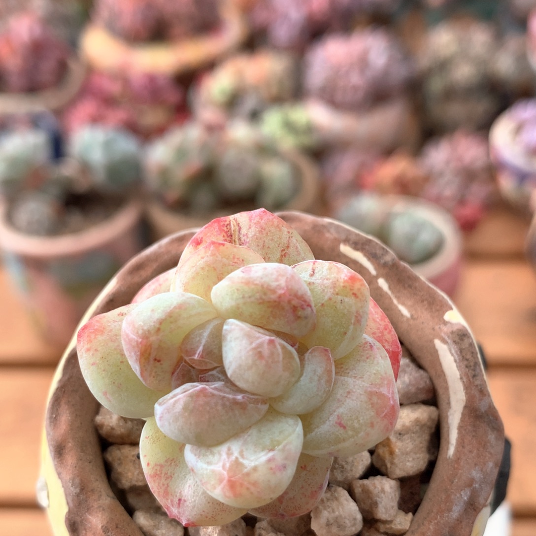 冰玉石化一物一拍 009